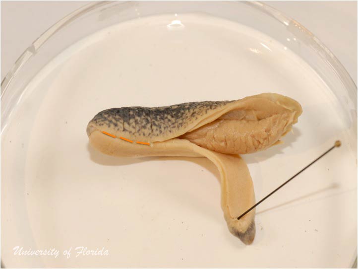 slug dissection step 3 Remove the foot of the animal by cutting along the sole (fig. 6)