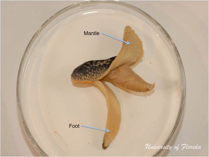 slug dissection step 3 Remove the foot of the animal by cutting along the sole