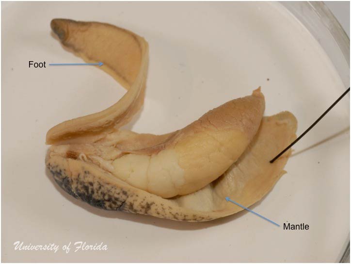 slug dissection step 3: Remove the foot of the animal by cutting along the sole