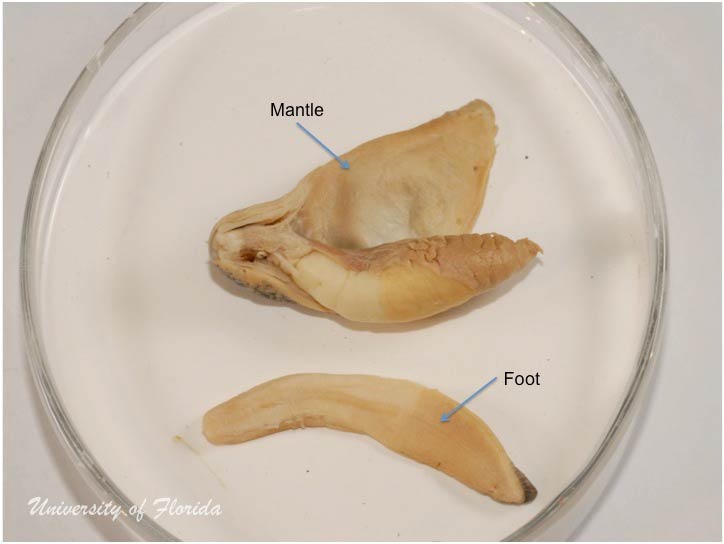 slug dissection step 3: Remove the foot of the animal by cutting along the sole
