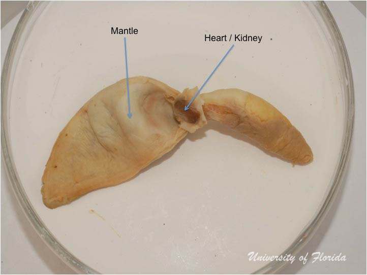 slug dissection step 4 Remove the body covering and/or mantle of the animal