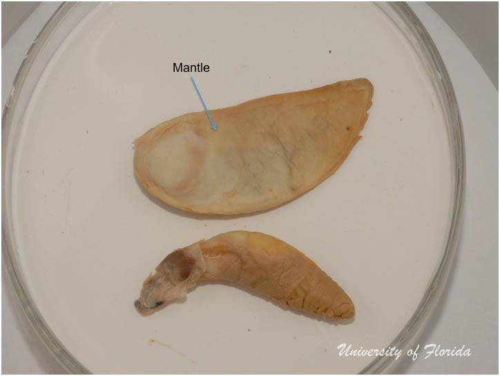 slug dissection step 4 Remove the body covering and/or mantle of the animal