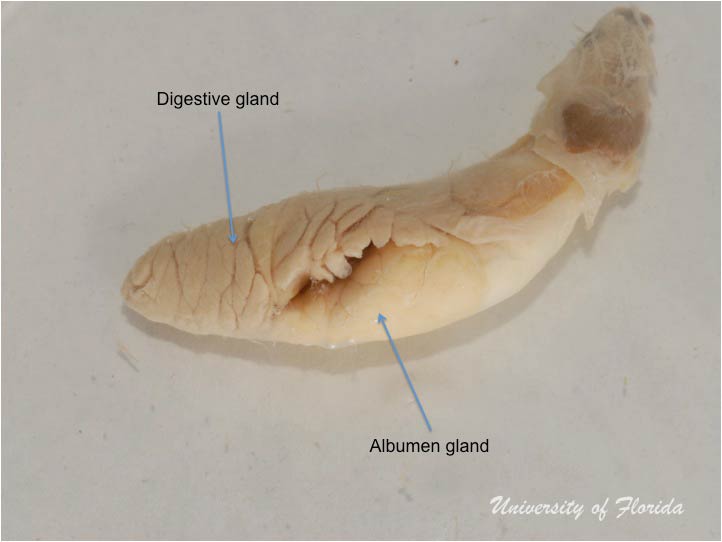 slug dissection step 5 Separate the digestive gland from the albumen gland