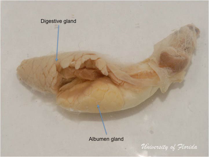 slug dissection step 5 Separate the digestive gland from the albumen gland