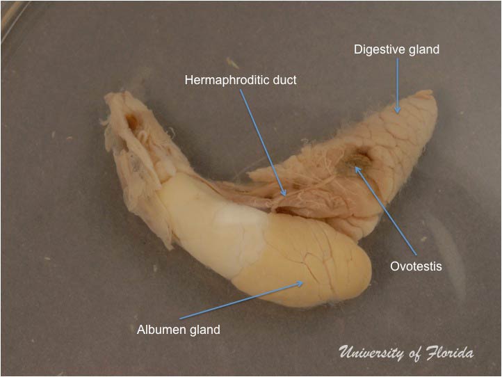 slug dissection step 6 Remove the ovotestis from the digestive gland