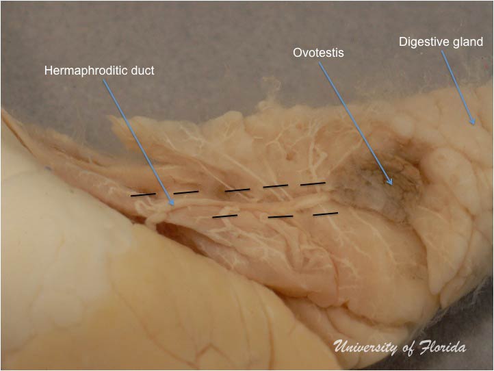 slug dissection step 6 Remove the ovotestis from the digestive gland