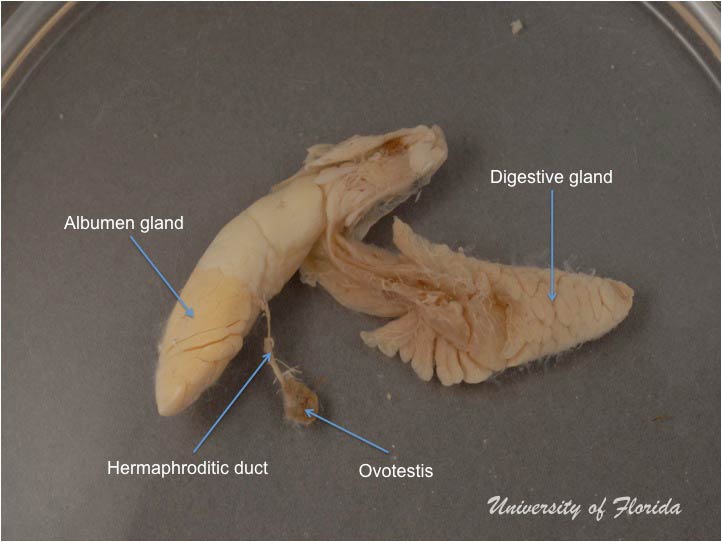 slug dissection step 6 remove ovotestis from digestive gland  (fig. 16)