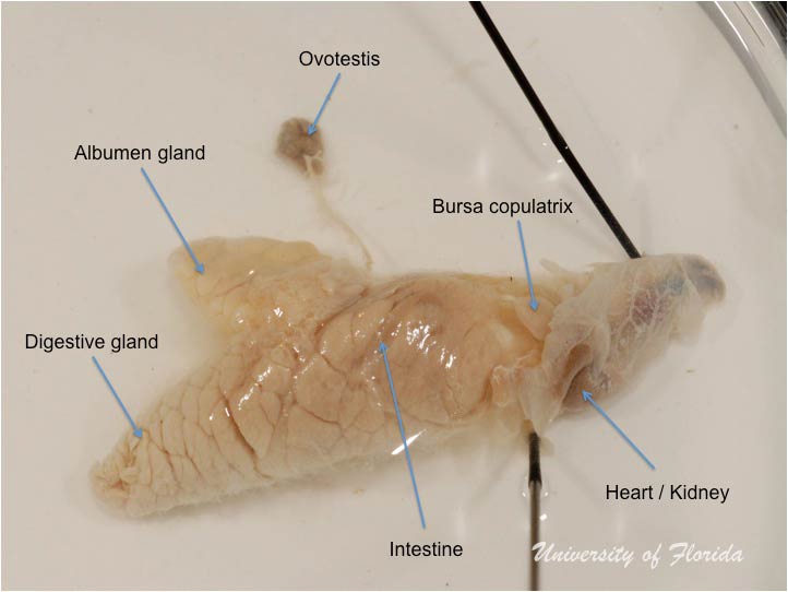 slug dissection step 7 Remove heart and kidney to reveal bursa copulatrix (fig. 17)
