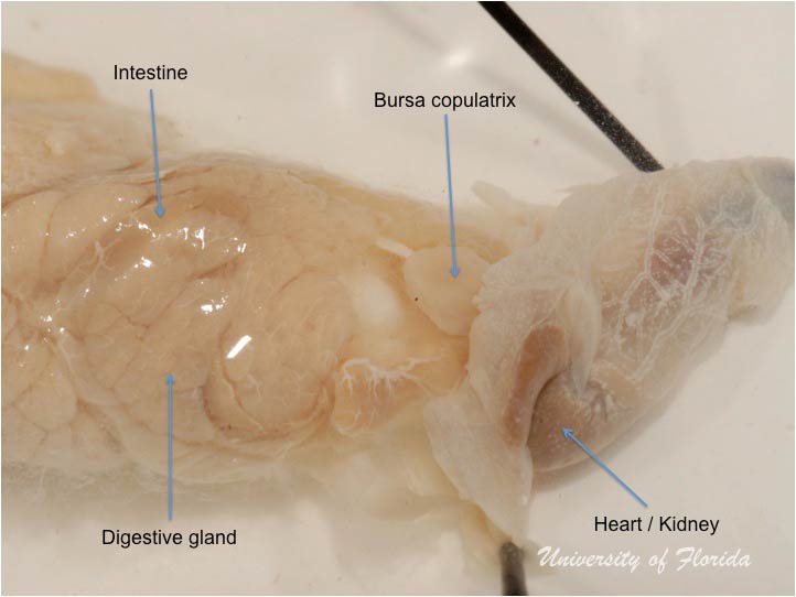 slug dissection step 7 Remove heart and kidney to reveal bursa copulatrix (fig. 18)