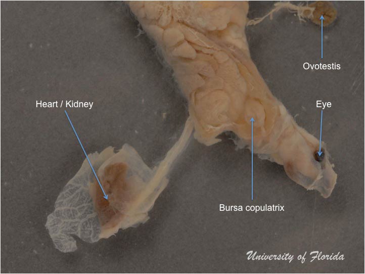 slug dissection step 7 Remove heart and kidney to reveal bursa copulatrix (fig. 19)