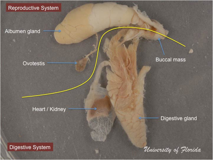 slug dissection step 8 Separate the reproductive system from the digestive system (fig. 20)