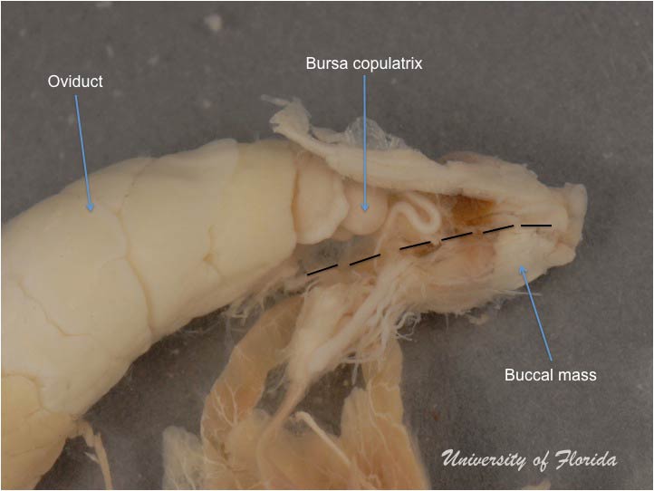 slug dissection step 8 Separate the reproductive system from the digestive system (fig. 21)