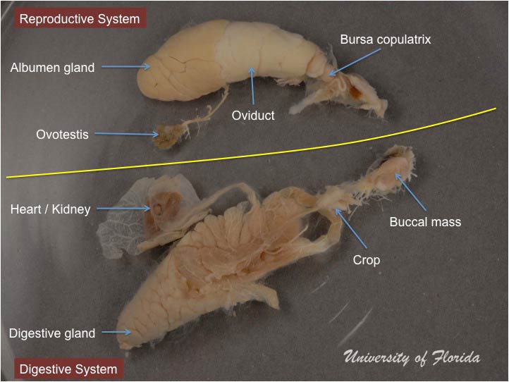 slug dissection step 8: Separate the reproductive system from the digestive system (fig. 22)