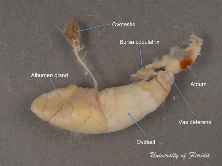slug dissection step 9 detach the reproductive system (fig. 23)