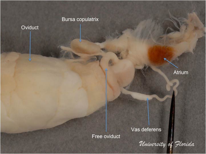 slug dissection step 9 detach the reproductive system (fig. 24)