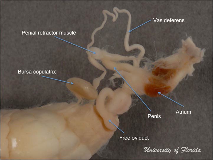 slug dissection step 9 detach the reproductive system (fig. 25)