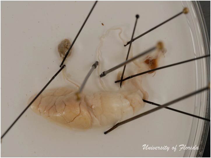 slug dissection step 10 treatment for photography (fig. 26)