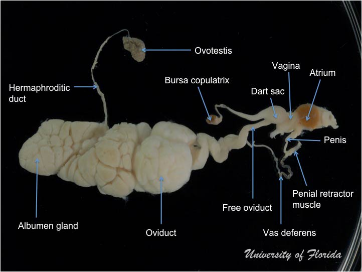 slug dissection step 10 treatment for photography (fig. 27)