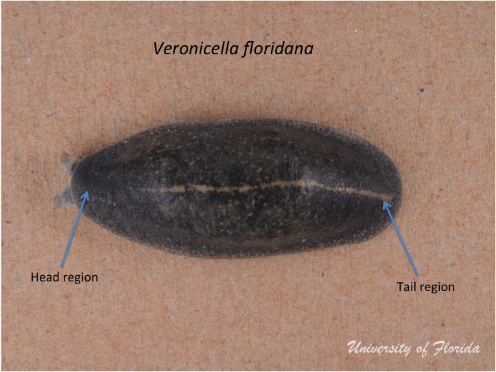 slug dissection step 1: Note the external anatomy of the relaxed specimen (fig. 1)