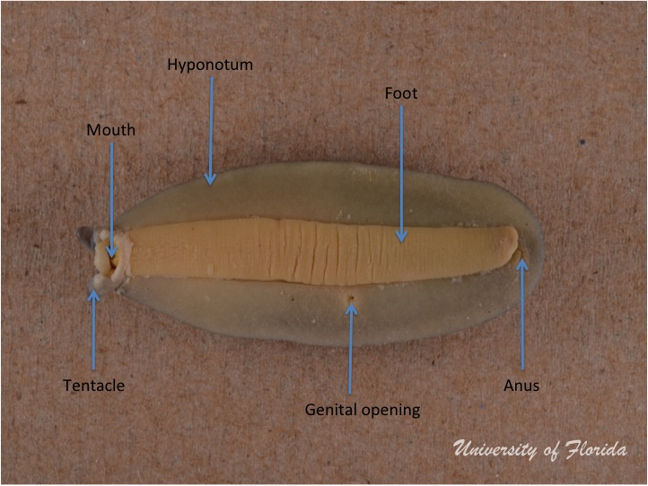 slug dissection step 1 Note the external anatomy of the relaxed specimen  (fig. 2)