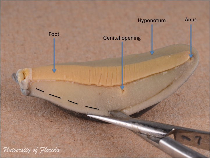 slug dissection step 2 Cut along the inner portion of the hyponotum (fig. 3)
