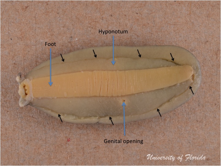 slug dissection step 2 Cut along the inner portion of the hyponotum (fig. 4)