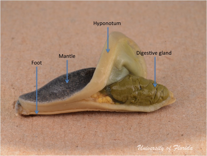 slug dissection step 3 Remove the mantle of the animal (fig. 5)