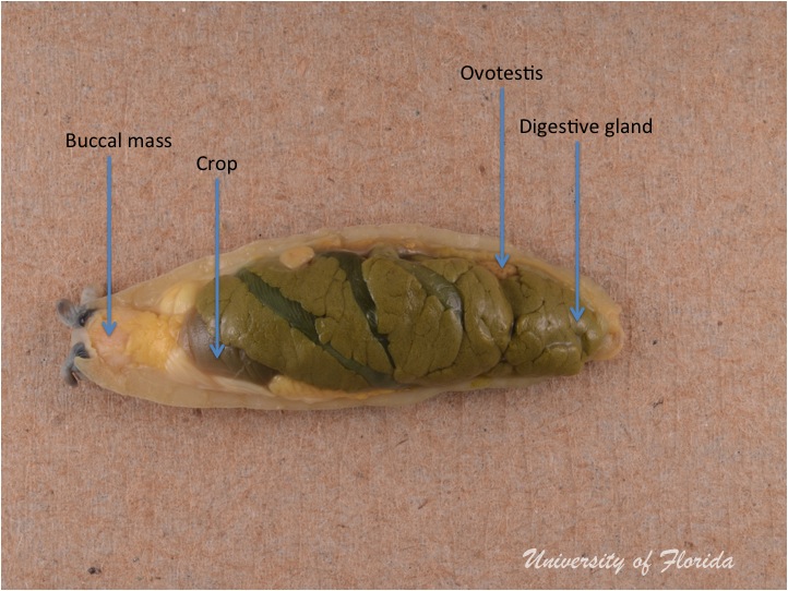 slug dissection step 3 Remove the mantle of the animal (fig. 6)
