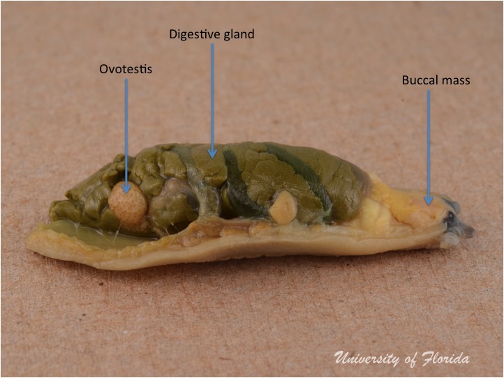 slug dissection step 4 Remove the ovotestis from the digestive gland