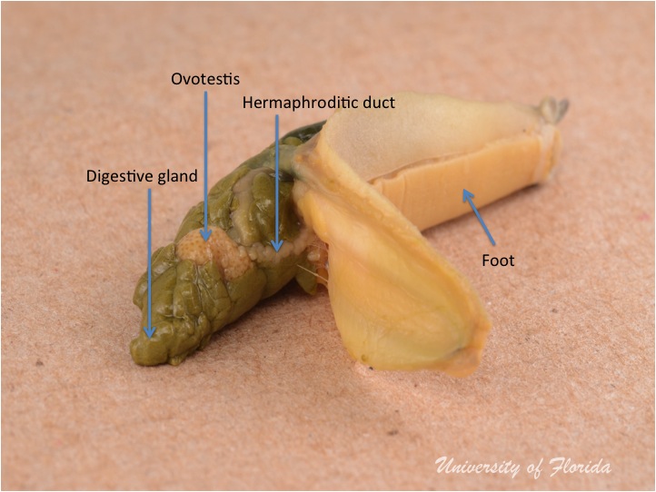 slug dissection step 4: Remove the ovotestis from the digestive gland
