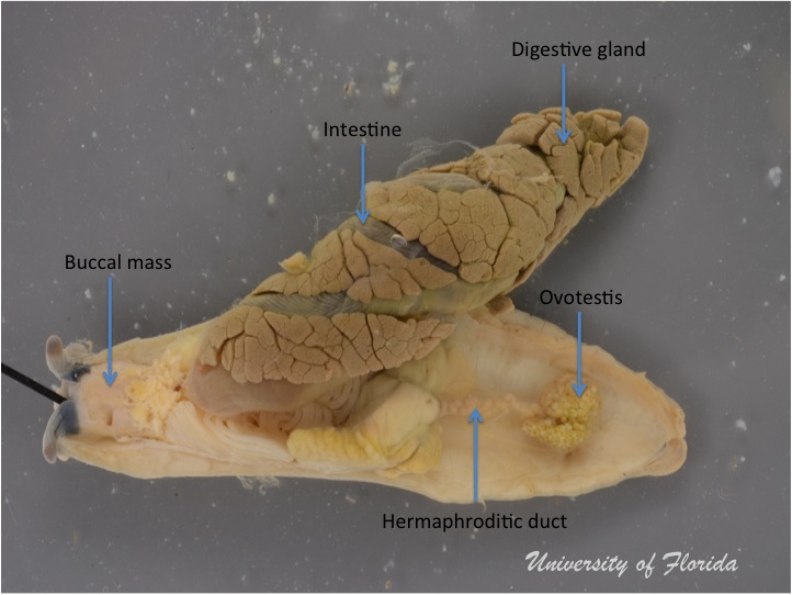 slug dissection step 4: Remove the ovotestis from the digestive gland