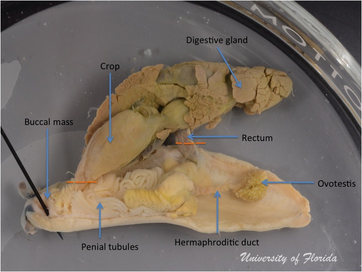 slug dissection step 5 Separate the reproductive system from the digestive system