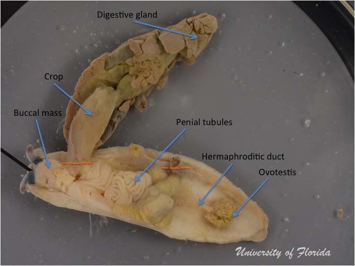slug dissection step 5 Separate the reproductive system from the digestive system