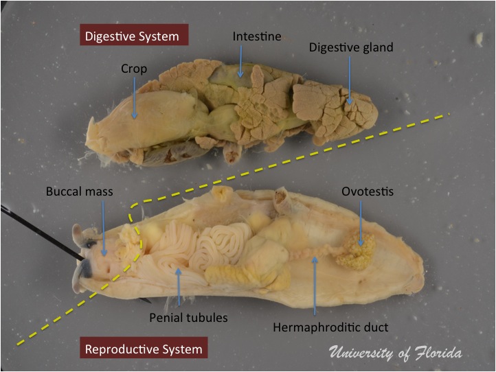 slug dissection step 5 Separate the reproductive system from the digestive system