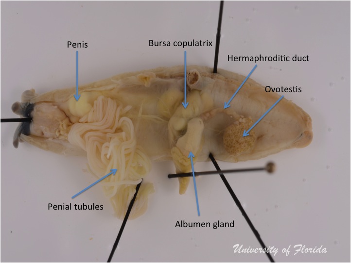 slug dissection step 6 Unravel the reproductive system