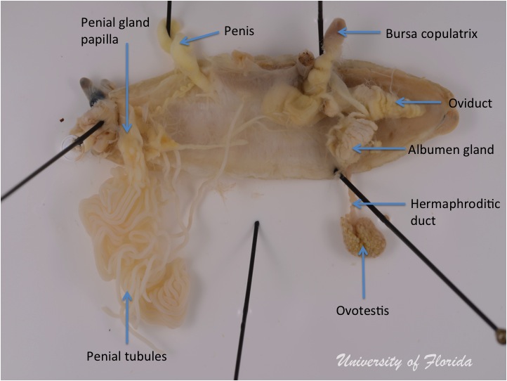 slug dissection step 6 Unravel the reproductive system