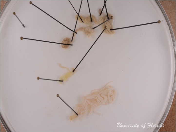 slug dissection step 7 treatment for photography