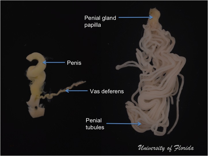 slug dissection step 7 treatment for photography  (fig. 16)