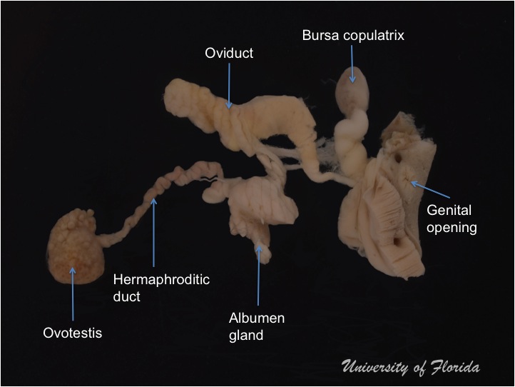 slug dissection step 7 treatment for photography (fig. 17)