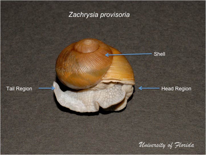 Snail dissection step 1: orient the specimen (fig. 1)