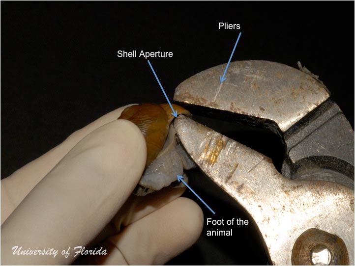 snail dissection step 2 remove the animal from the shell  (fig. 2)