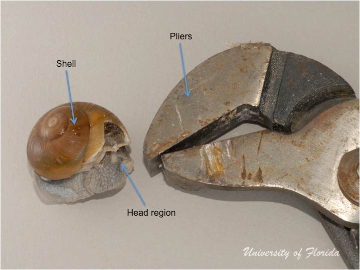 snail dissection step 2 remove the animal from the shell (fig. 3)