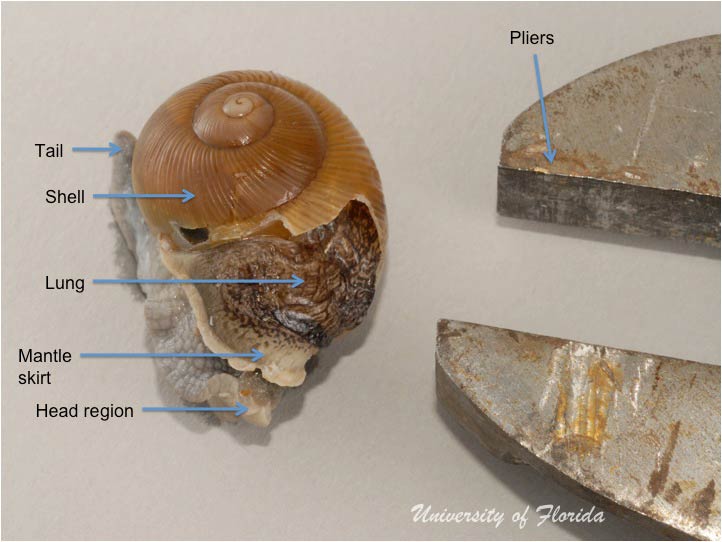 snail dissection step 2 remove the animal from the shell (fig. 4)