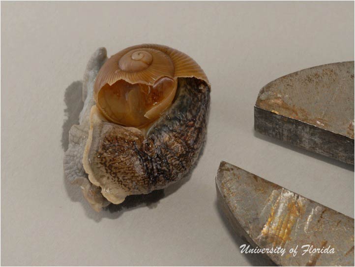 snail dissection step 2 remove the animal from the shell (fig. 5)