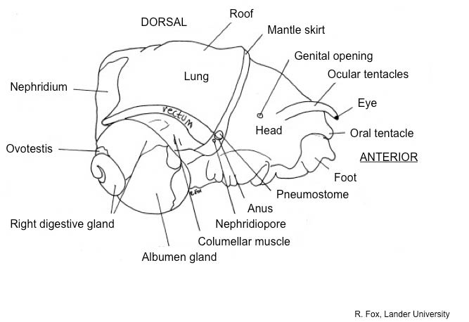 snail dissection step 3 submerge “shell-less” animal in 75% ethanol or water (fig. 6)