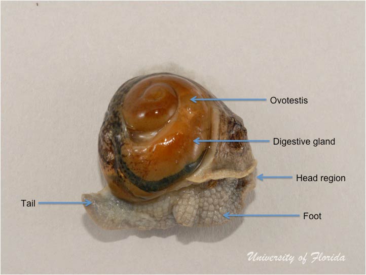 snail dissection step 3 submerge “shell-less” animal in 75% ethanol or water (fig. 7)