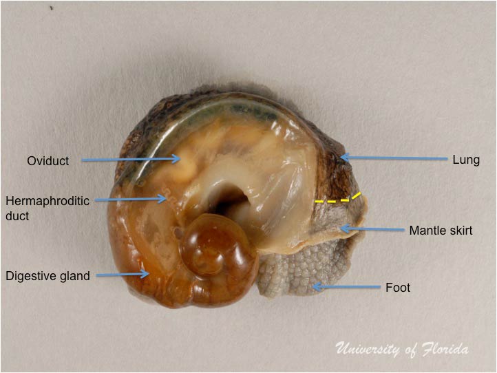 snail dissection step 4 uncoil snail and make an incision above the mantle skirt (fig. 8)