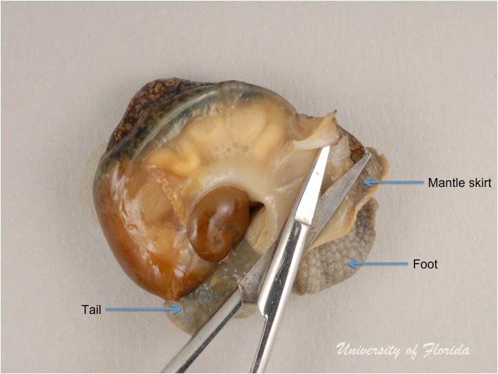snail dissection step 4 uncoil snail and make an incision above the mantle skirt (fig. 9)