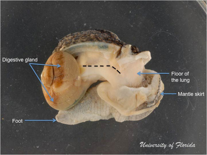 snail dissection step 5 cut along the length of the thin membrane (fig. 10)