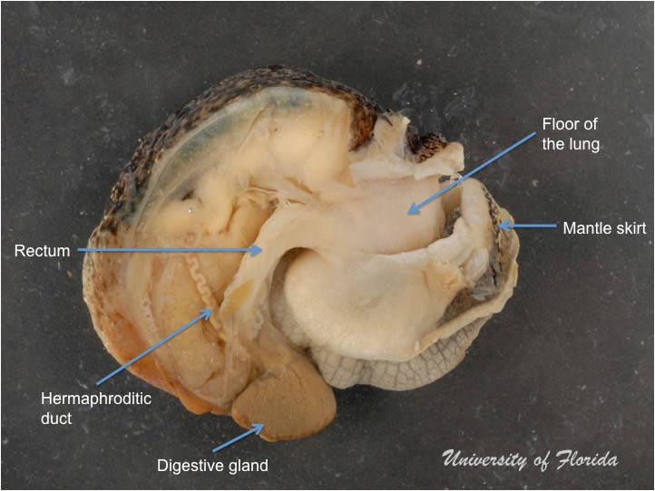 snail dissection step 5 cut along the length of the thin membrane (fig. 11)